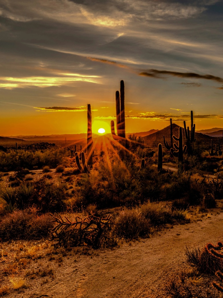 Arizona — desert sunset with saguaro cacti